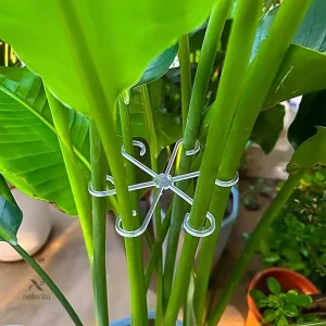 Support ajustable pour tuteurage de plantes