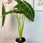 Accessoire de jardinage pour stabiliser les plantes