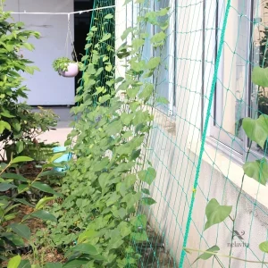 Filet pour tomates, concombres et haricots dans le jardin