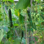 Solution pratique pour cultiver des légumes en hauteur