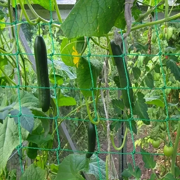 Solution pratique pour cultiver des légumes en hauteur