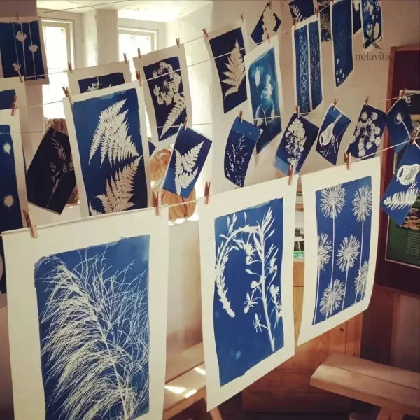 Matériel créatif pour impressions cyanotypes et art botanique