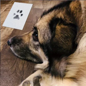 Kit empreintes personnalisées pour animaux et bébés sans encre