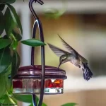 Distributeur de nectar suspendu pour le jardin