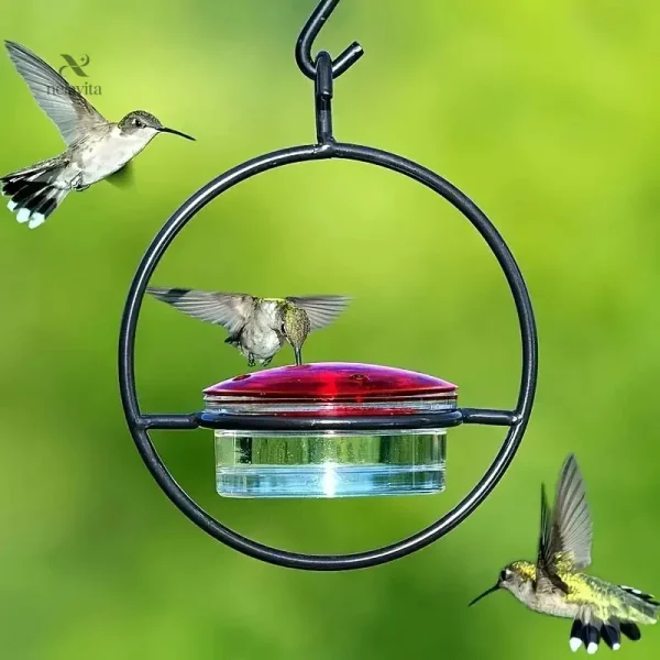Mangeoire suspendue pour observer les colibris en vol