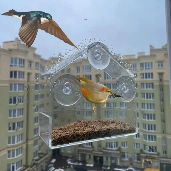 Nourrisseur extérieur transparent pour attirer les oiseaux