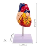 Maquette Anatomique du Cœur Humain – Modèle 3D Éducatif