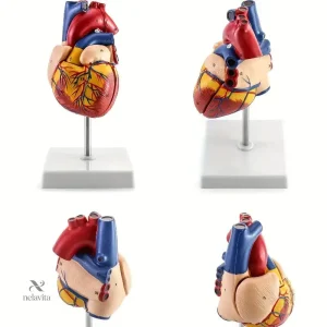 Modèle 3D du cœur humain pour l'apprentissage scientifique