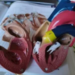 Maquette éducative pour comprendre l'anatomie cardiaque