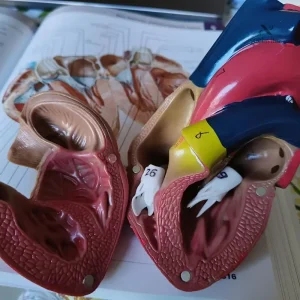 Maquette éducative pour comprendre l'anatomie cardiaque