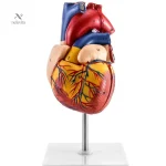 Outil d'apprentissage visuel sur la structure cardiaque