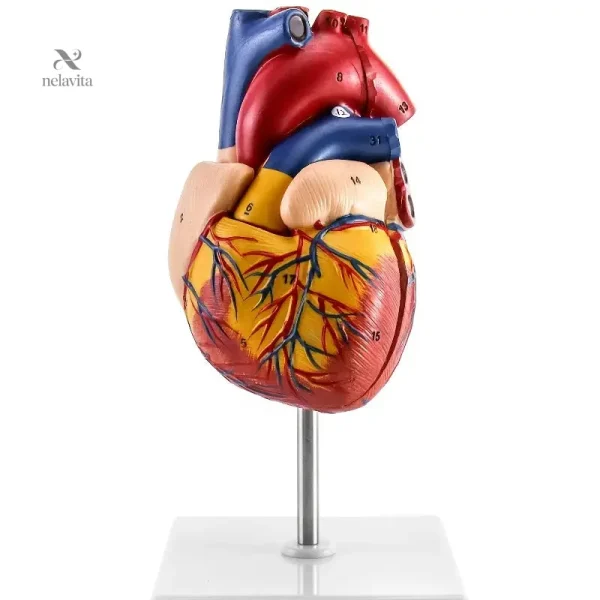 Outil d'apprentissage visuel sur la structure cardiaque
