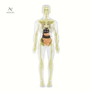 Maquette Anatomique Humaine Transparente – Modèle Éducatif avec Organes et Squelette pour Études Médicales