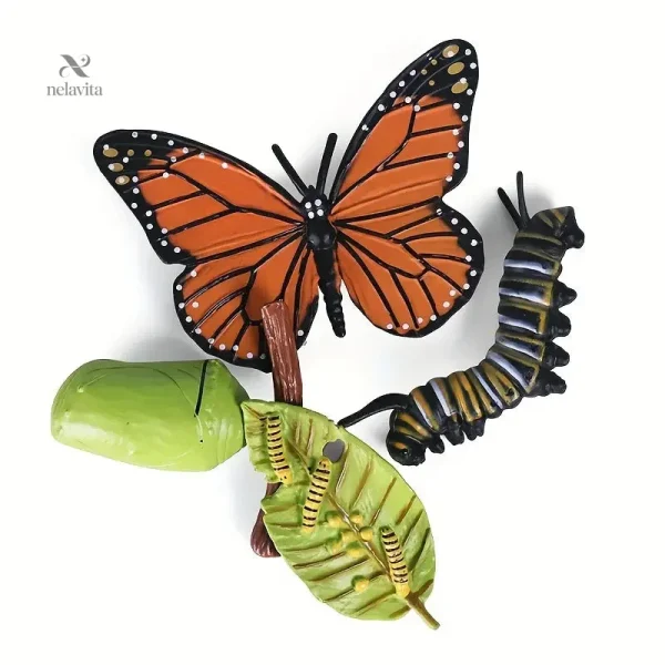 Maquette du Cycle de Vie du Papillon – Modèle Éducatif