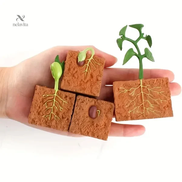Modèle éducatif pour observer la croissance des plantes