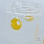 Appareil transparent pour observer les insectes capturés