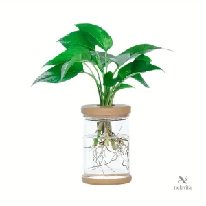 Aqua-jardinière design pour un intérieur original