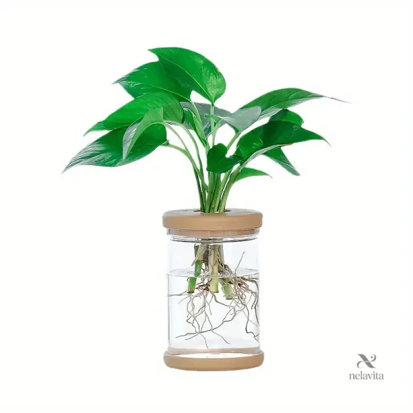 Aqua-jardinière design pour un intérieur original