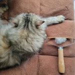 Accessoire de nettoyage pour poils d'animaux sur tissus