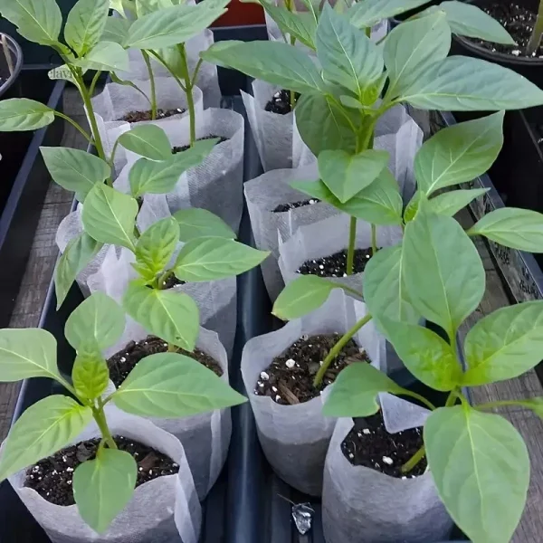 Pots de plantation respirants pour semis et boutures
