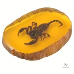 Scorpion fossilisé dans résine pour étude et collection