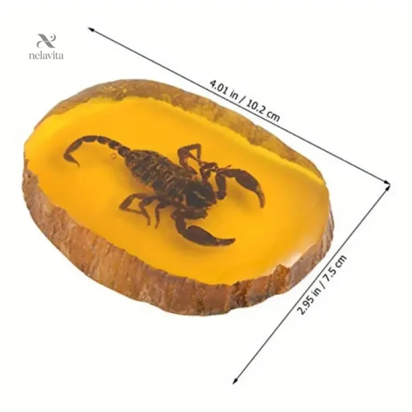 Scorpion réel conservé dans résine pour collection
