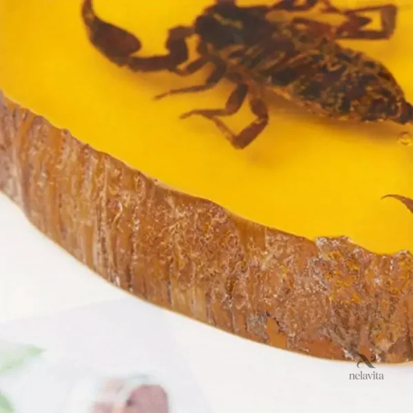 Fossile de scorpion pour étude scientifique et pédagogique