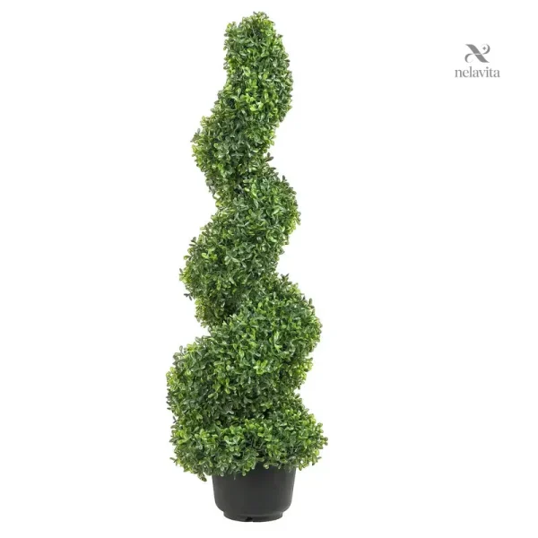 Topiaire spirale idéal pour terrasse moderne