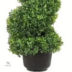 Plante en spirale pour embellir votre espace extérieur