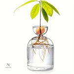 Vase de Germination en Verre pour Noyau d’Avocat