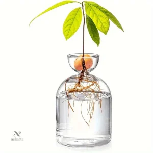 Vase de Germination en Verre pour Noyau d’Avocat