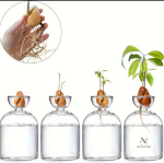 Accessoire de jardinage pour faire germer des noyaux d’avocat